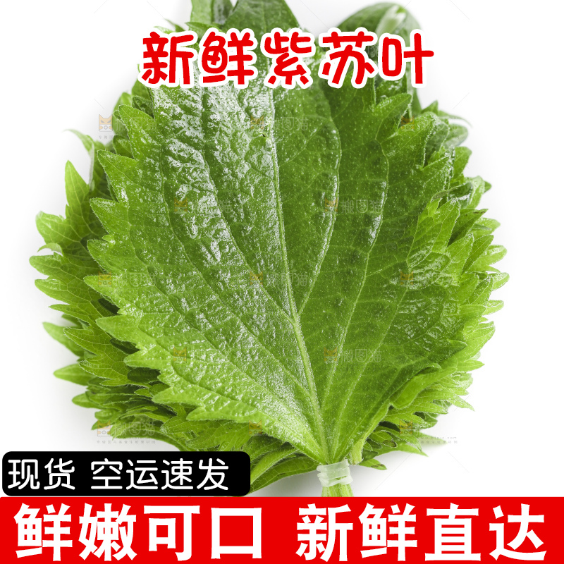 白底上的绿紫苏叶