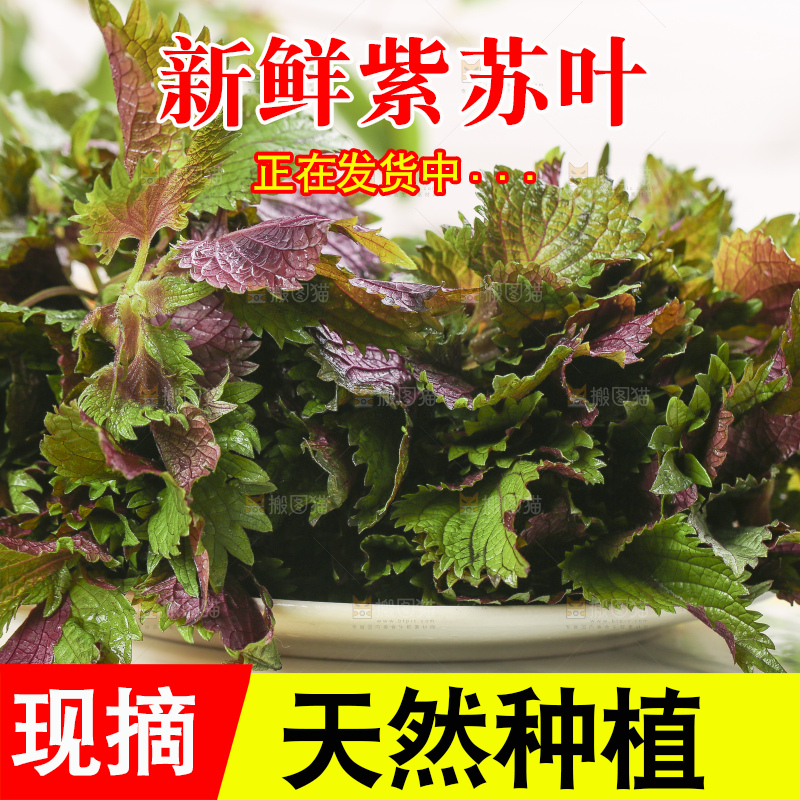 浅底上放着一盘紫苏叶