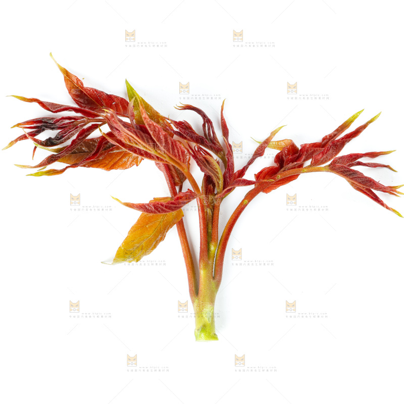 白底上的野生香椿芽