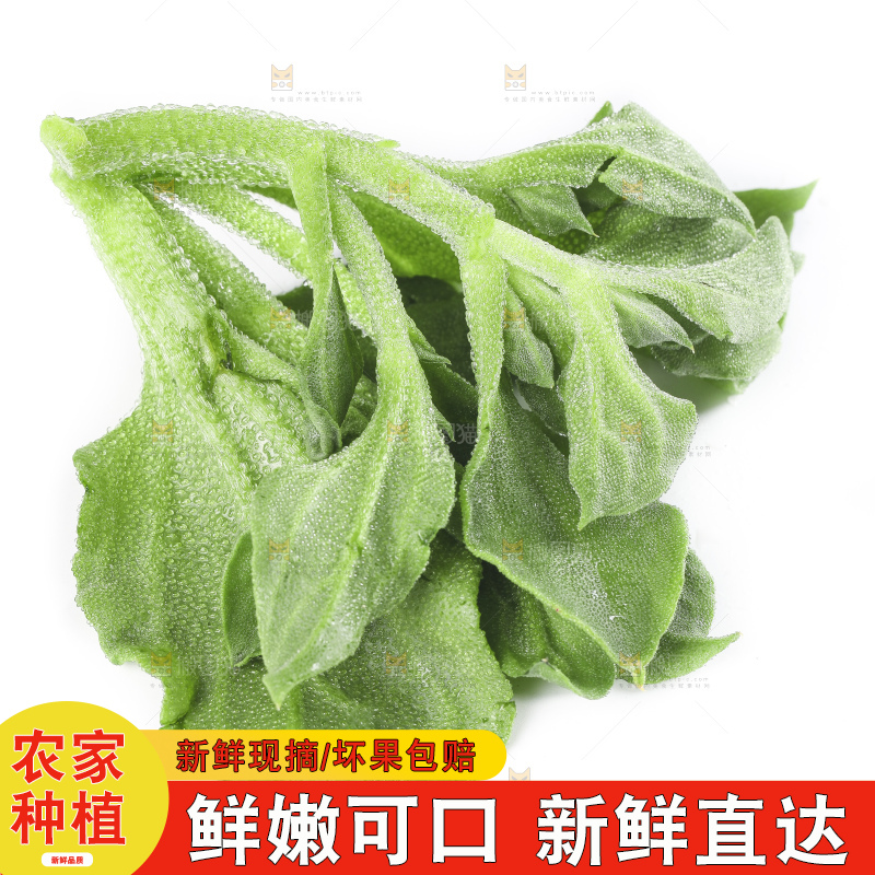 白底上的冰草