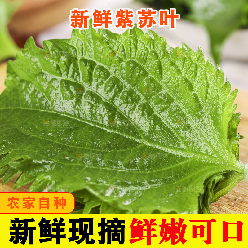 新鲜的绿紫苏叶放在木底上
