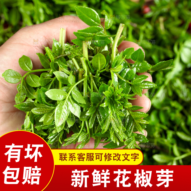 手拿新鲜花椒芽