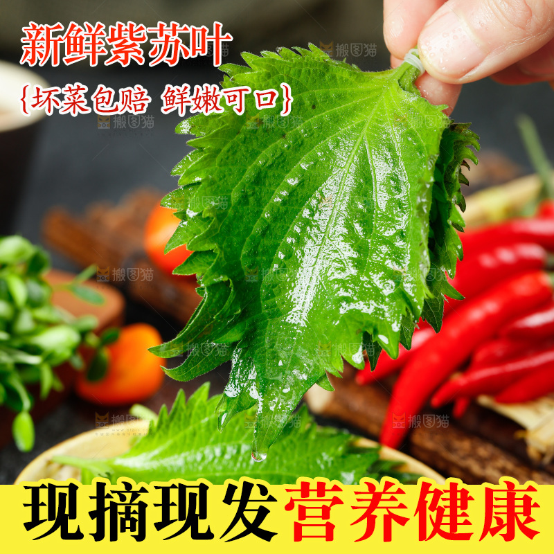 手拿新鲜紫苏叶