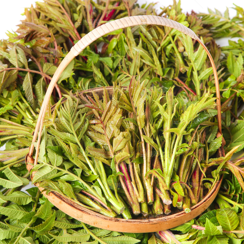 浅底上放着沂蒙山香椿芽