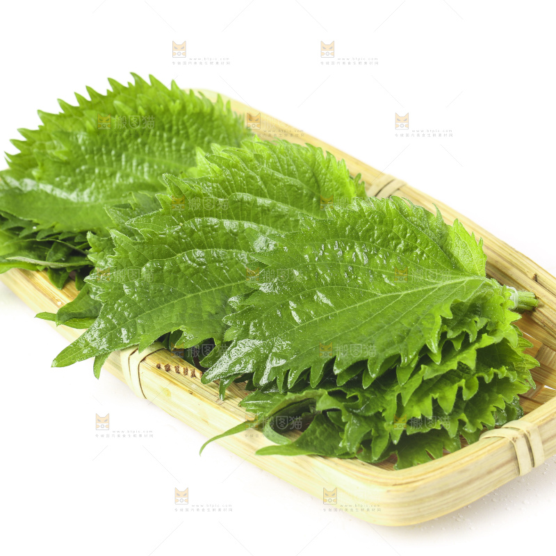 一盘绿紫苏叶放在白底上