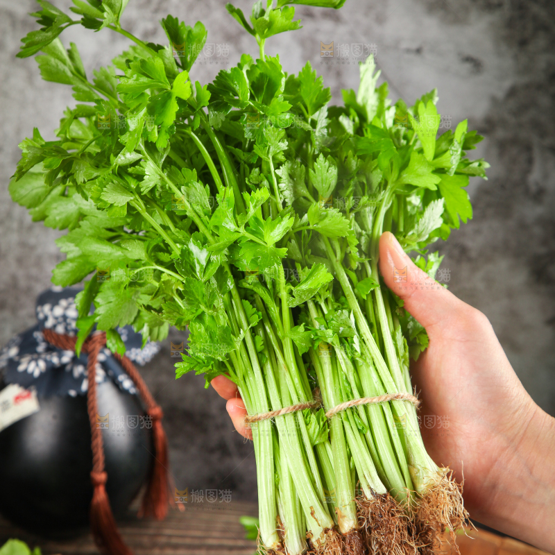手拿新鲜芹菜