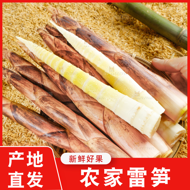 手拿雷笋