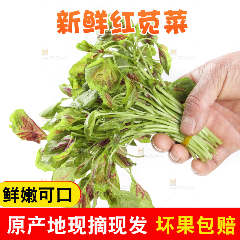 手拿红苋菜