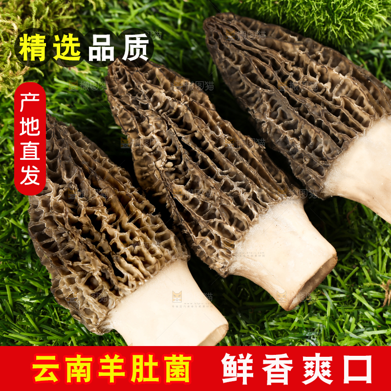 草地上的羊肚菇