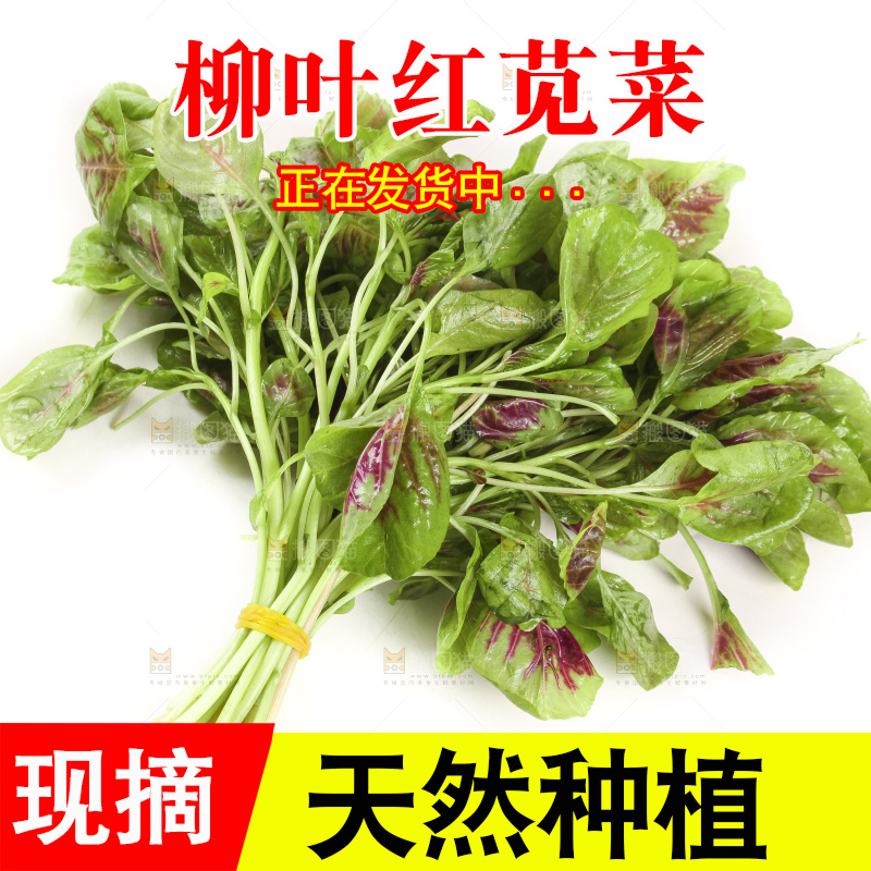 白底上的红苋菜