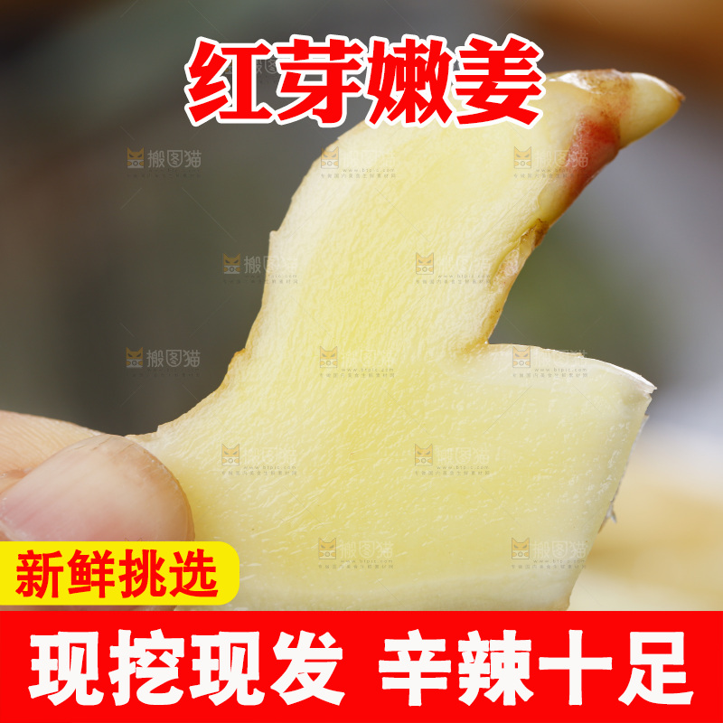 手里拿着山东红芽生姜