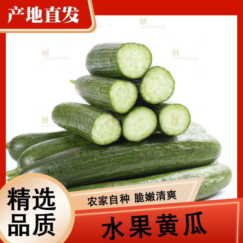 白底上的山东水果黄瓜