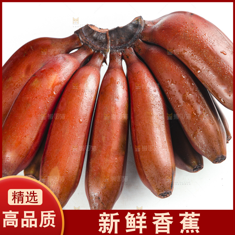 白底上的红皮美人蕉