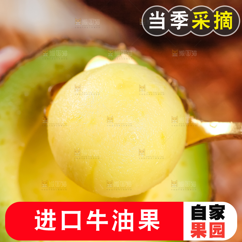 浅底上的巨无霸牛油果
