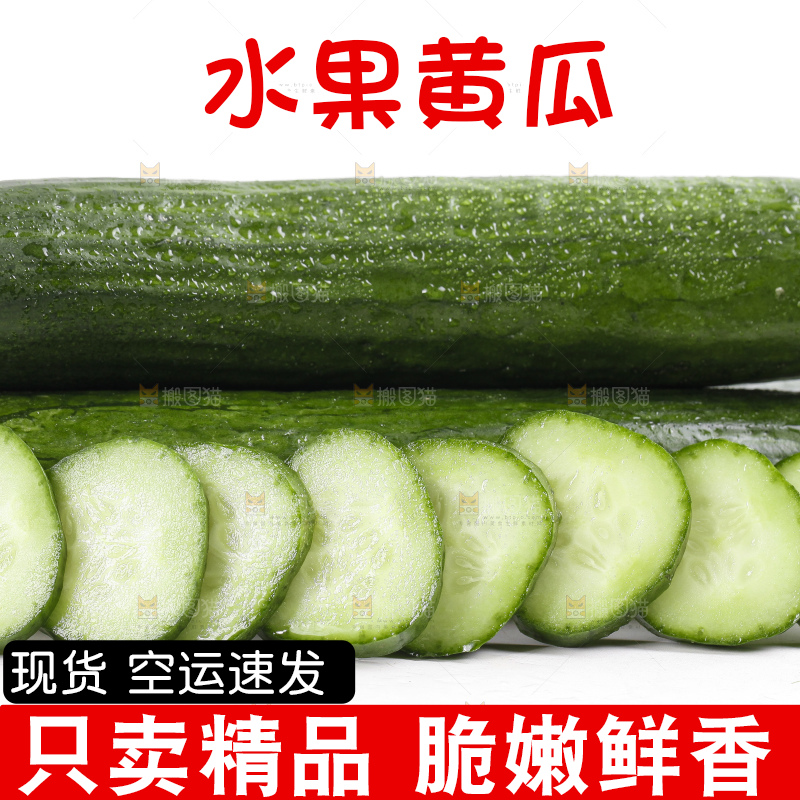 白底上的山东水果黄瓜