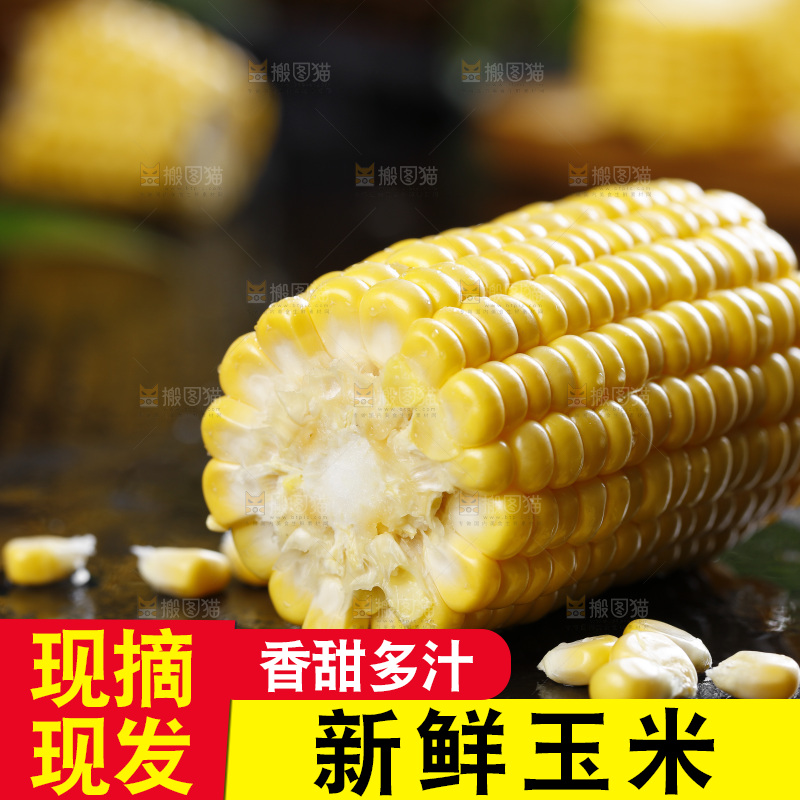 黑石板上的东北玉米