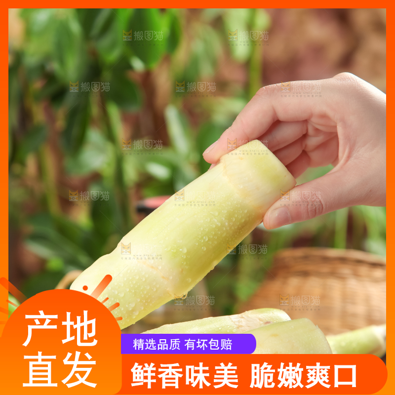 手里拿着湖北新鲜茭白