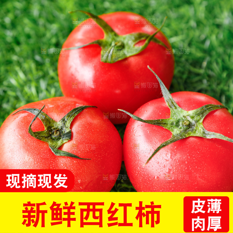 草地上的一堆新鲜西红柿