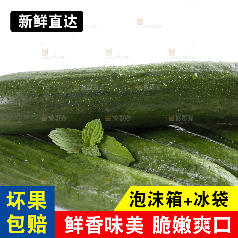 白底上的山东水果黄瓜