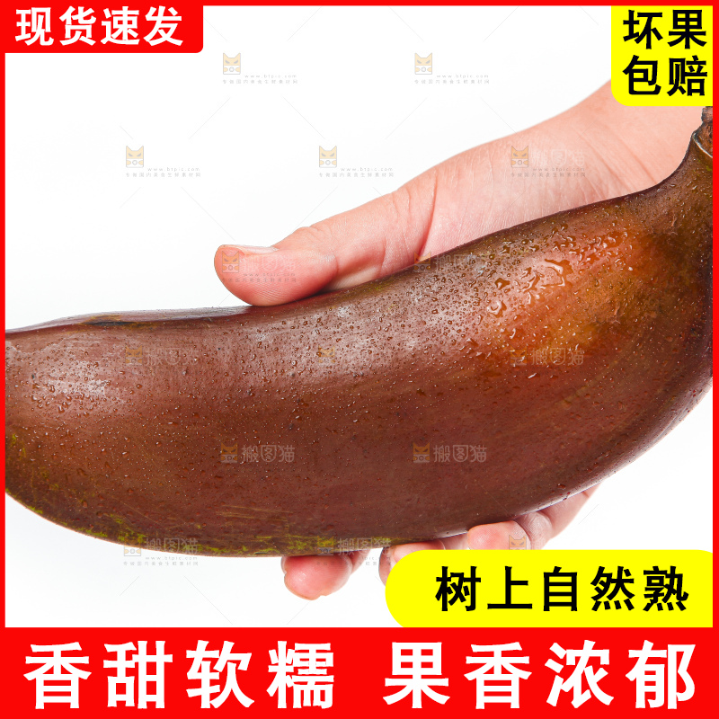 白底上的红皮美人蕉