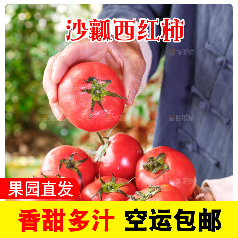 草地上的一堆新鲜西红柿