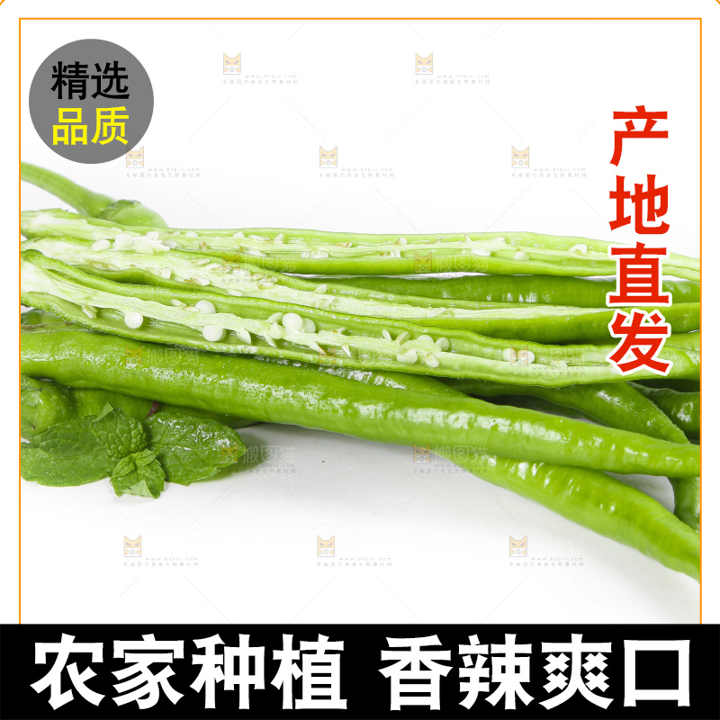 白底上的二荆条辣椒