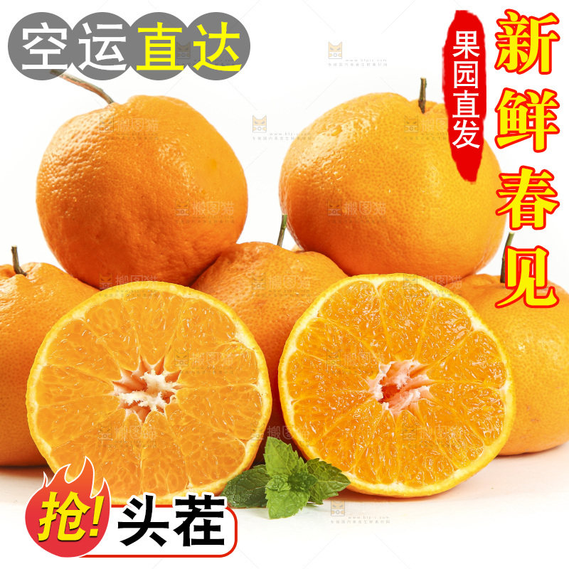 白底上放着一堆春见耙耙柑