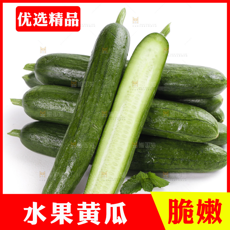 白底上的山东水果黄瓜