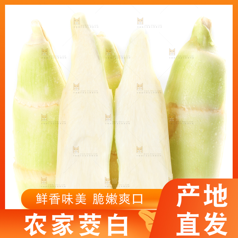 白底上的茭白
