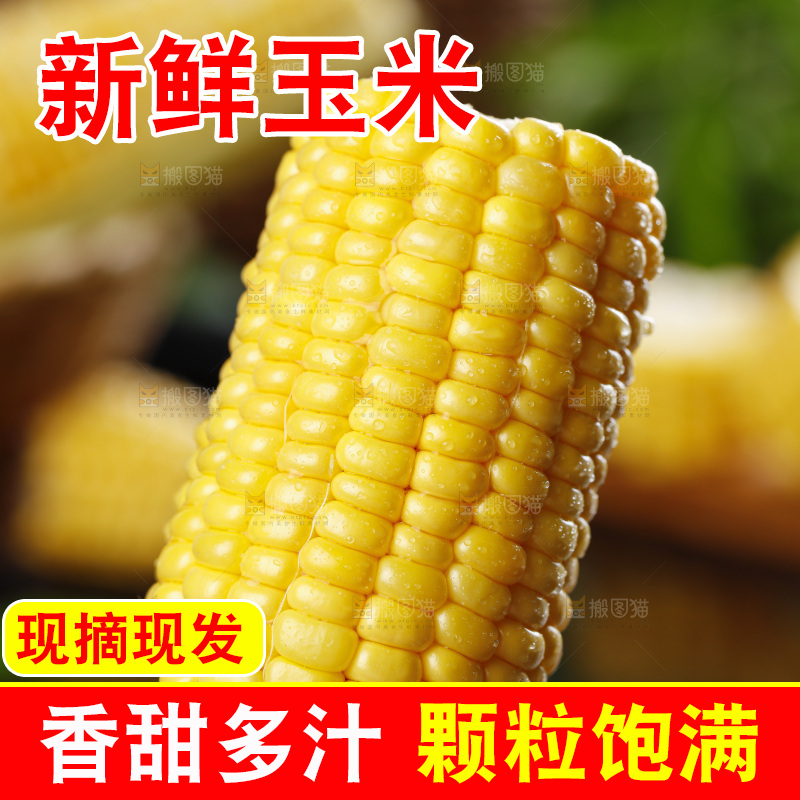 黑石板上的东北玉米