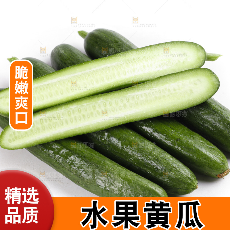 白底上的山东水果黄瓜