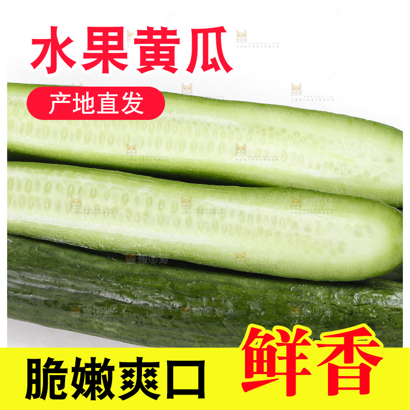 白底上的山东水果黄瓜