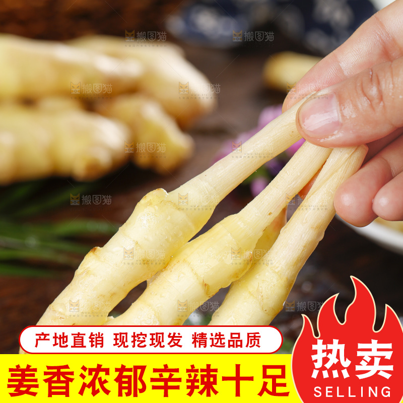 手里拿着四川生姜