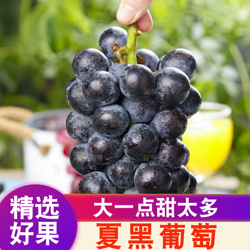 手里拿着黑加仑葡萄