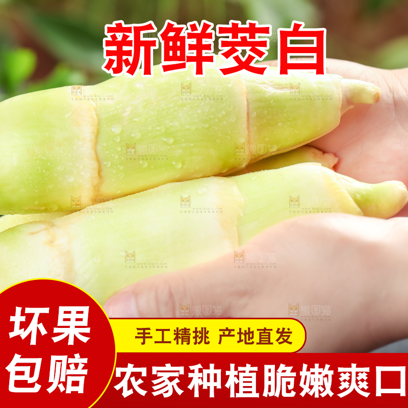 手里拿着湖北新鲜茭白