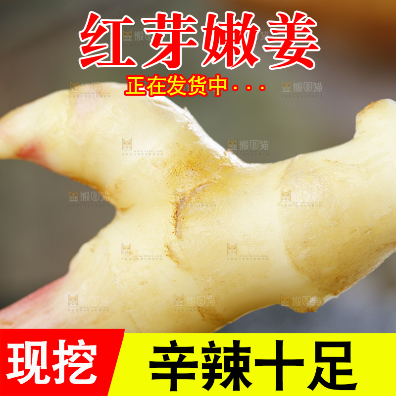 手里拿着山东红芽生姜