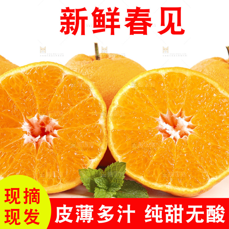 白底上放着一堆春见耙耙柑