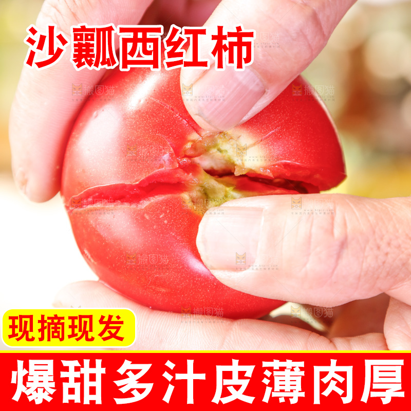 农民手里拿着普罗旺斯西红柿