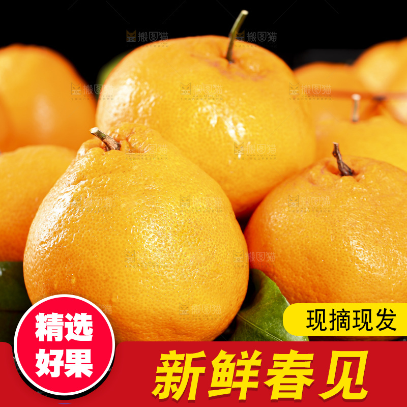 石板上摆放着四川春见耙耙柑