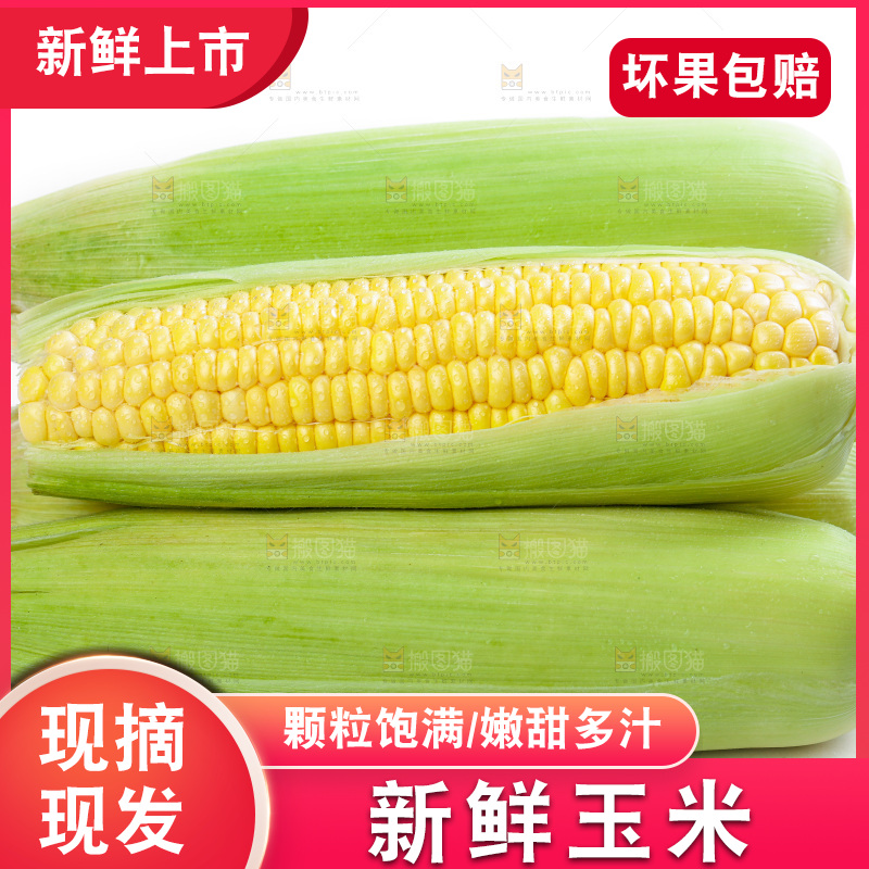白底上放着新鲜玉米