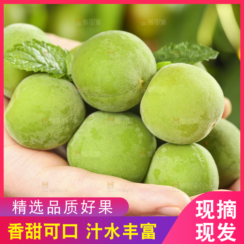 手里拿着脆酸青杏