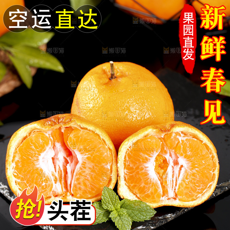 石板上摆放着四川春见耙耙柑