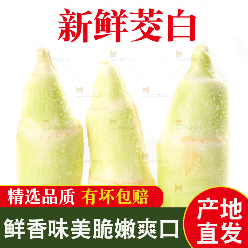 白底上的茭白