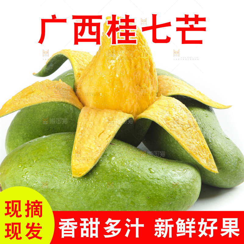 白底上的桂七香芒