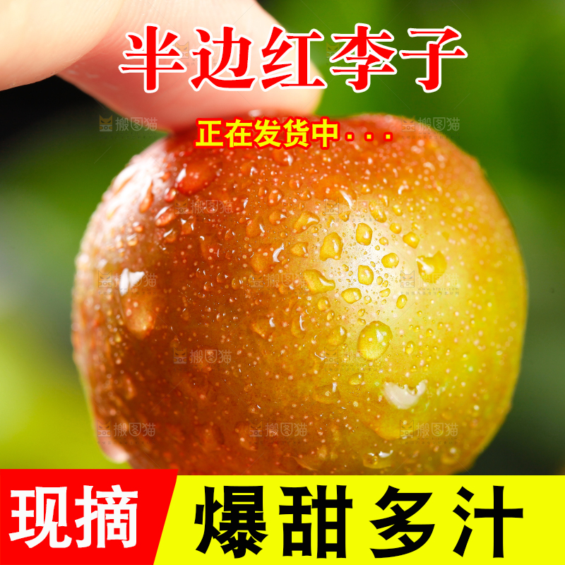 手里拿着茵红李