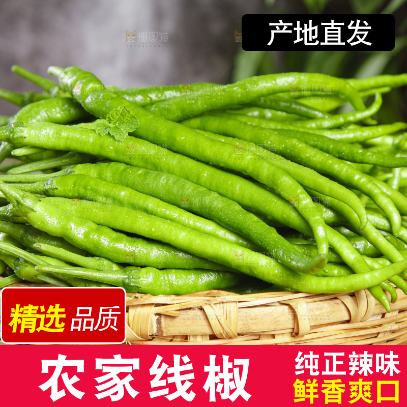 篮子里装着广西新鲜线椒