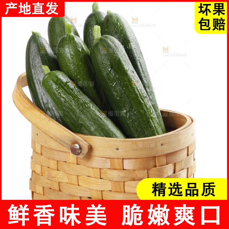 篮子里装着无刺小黄瓜