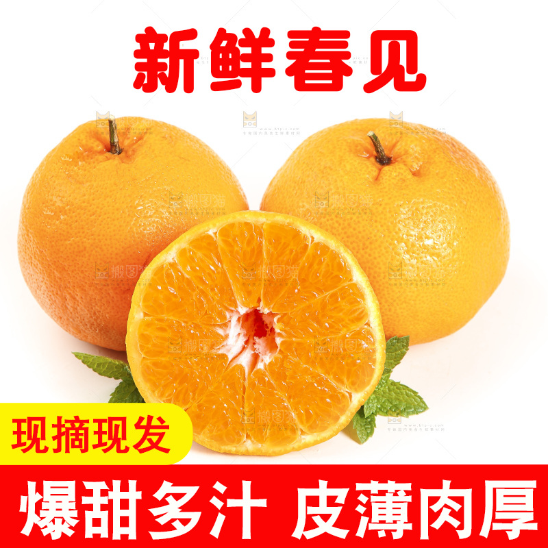 白底上放着一堆春见耙耙柑