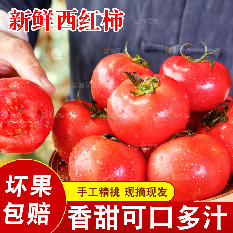 农民手里端着一篮子番茄