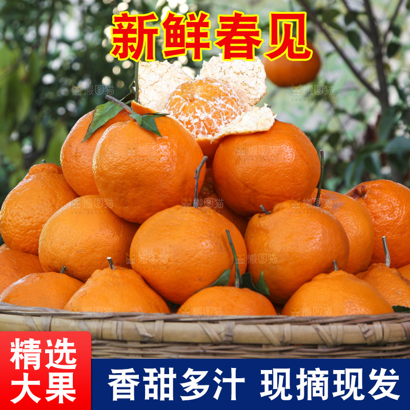 草地上放着一筐春见耙耙柑